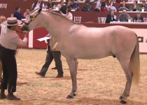 W FER MAGIC, DE AZAHAR HORSES, PLATA EN POTROS DE 2 A